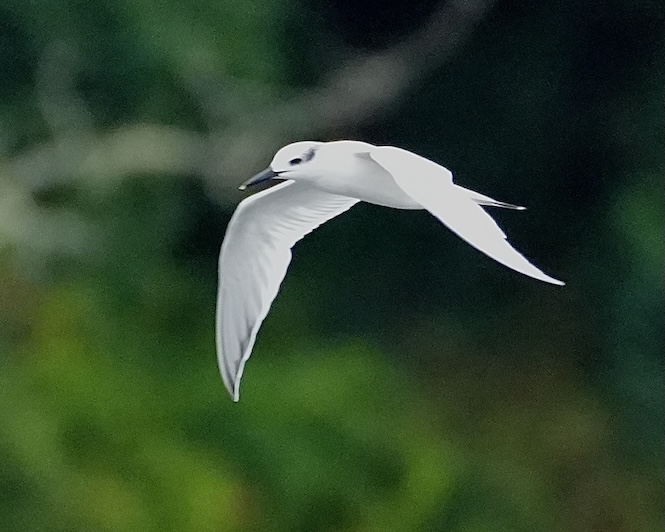 sandwich tern